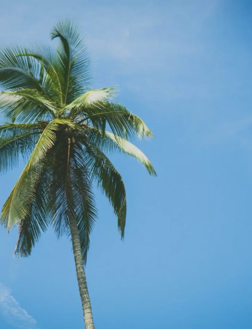 Dsc09506 525x685 hannahsophia