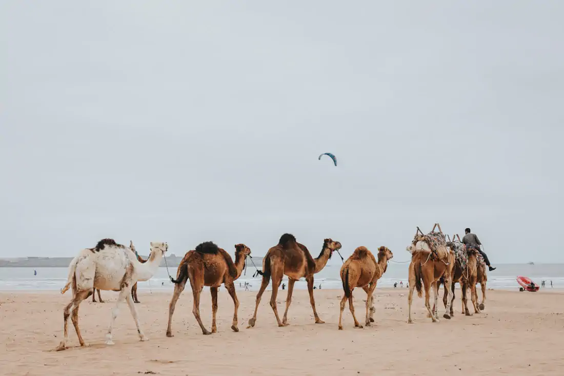 20170410 dsc 5355 2 hannahsophia