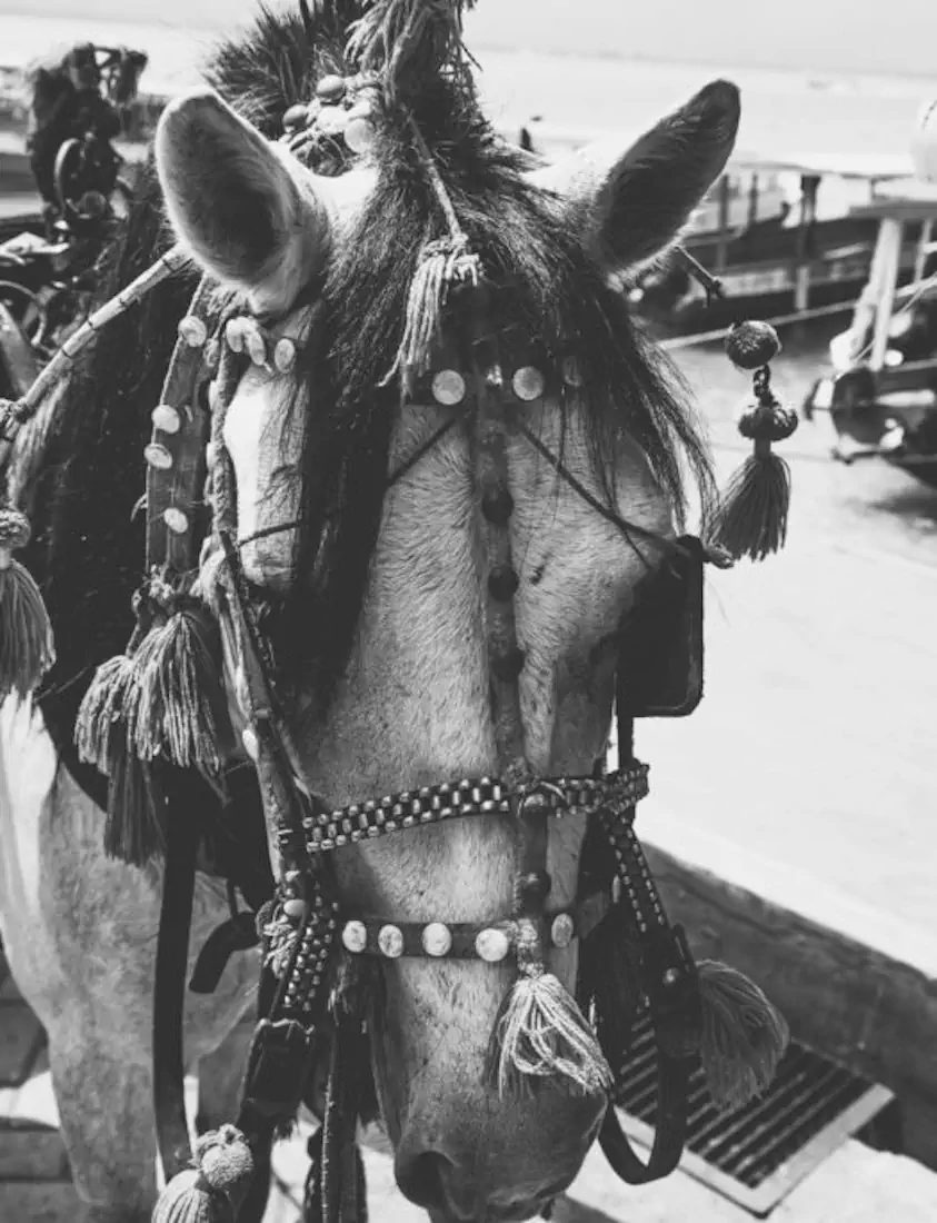 Dsc 4007 1 525x685 hannahsophia