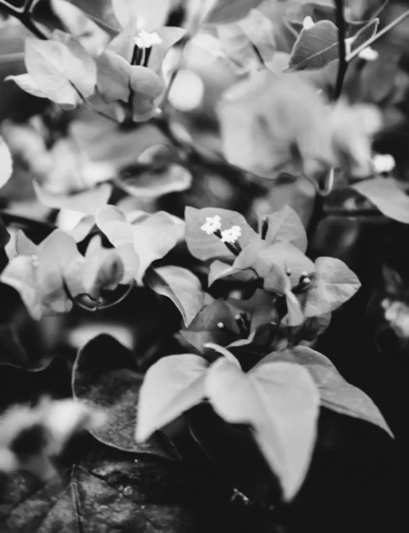 Dsc 0849 525x685 hannahsophia