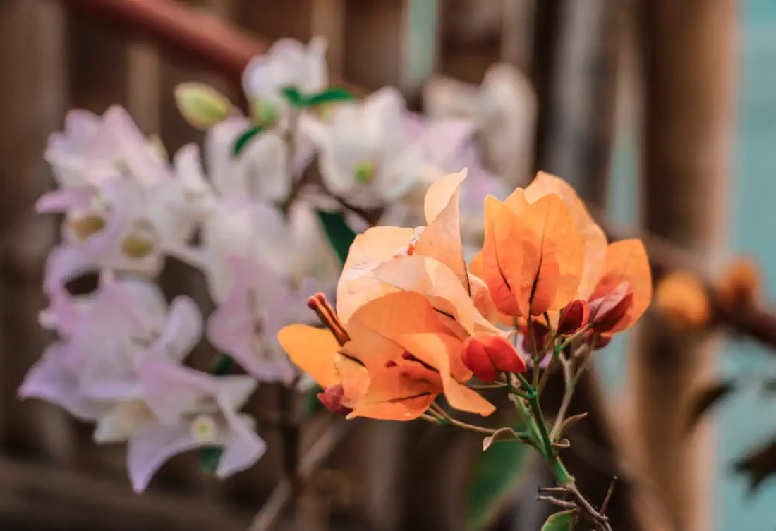 Img 2582 1000x685 hannahsophia