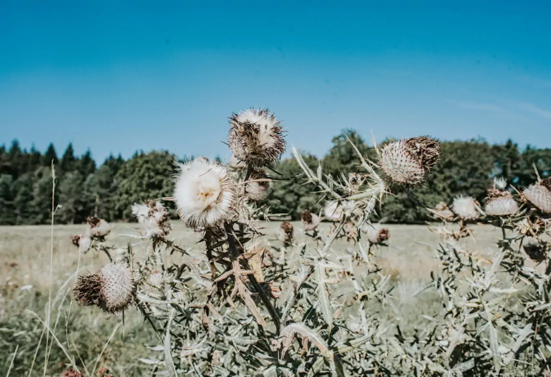 2020 hannahsophia 6064 1000x685